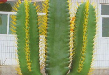 陽(yáng)庭院仙人掌雕塑